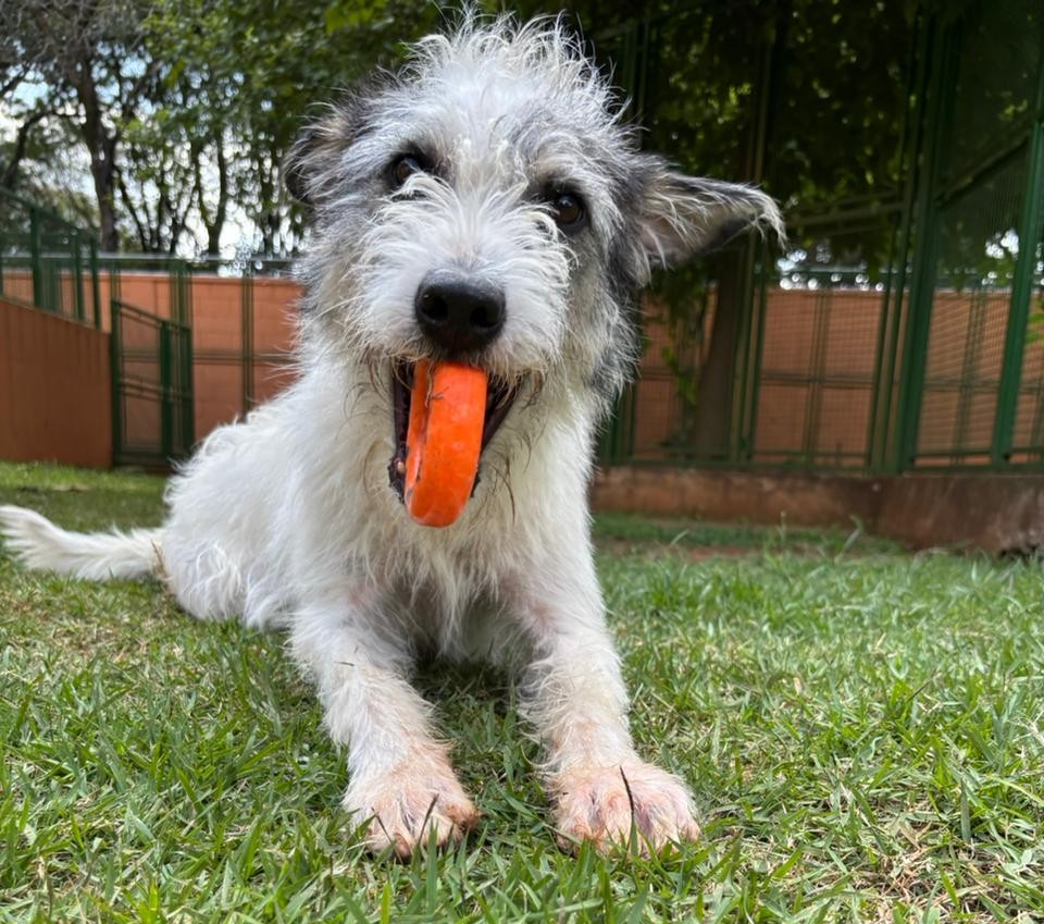 Na foto, há um cachorro de porte médio deitado na grama. Ele tem pelos longos e bagunçados, predominantemente brancos com algumas manchas escuras no rosto e nas orelhas. O cachorro está com um objeto laranja na boca — parece ser um brinquedo de morder. O ambiente ao redor é um espaço externo cercado por grades verdes e árvores ao fundo, dando a impressão de ser um quintal ou área de lazer para cães. 