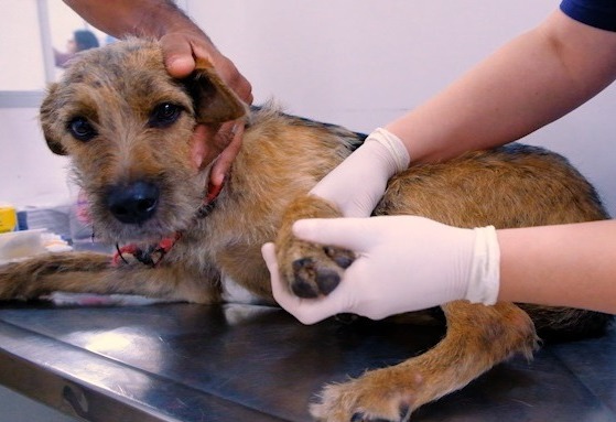 A imagem mostra um cachorro de pelagem marrom com pelos mais escuros nas costas, focinho e orelhas, sendo atendido em uma clínica veterinária. O animal está deitado sobre uma mesa de metal, típica de consultórios veterinários, e parece estar sendo examinado. Uma pessoa segura a cabeça do cão com delicadeza, enquanto outra, usando luvas brancas de procedimento, examina uma de suas patas dianteiras.