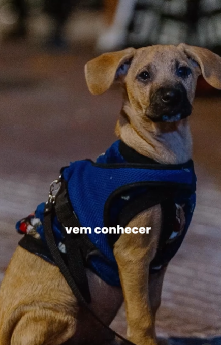 Agasalho pet