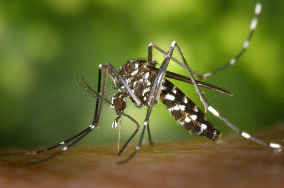 Mosquito da dengue, preto com riscas brancas