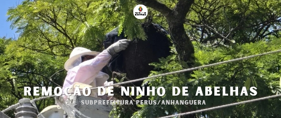 Arte com as escritas: remoção de ninho de abelhas/subprefeitura perus/anhanguera. Ao fundo há um profissional vestido com roupa antiabelhas cobrindo o ninho de abelhas que está preso no galho de uma árvore.
