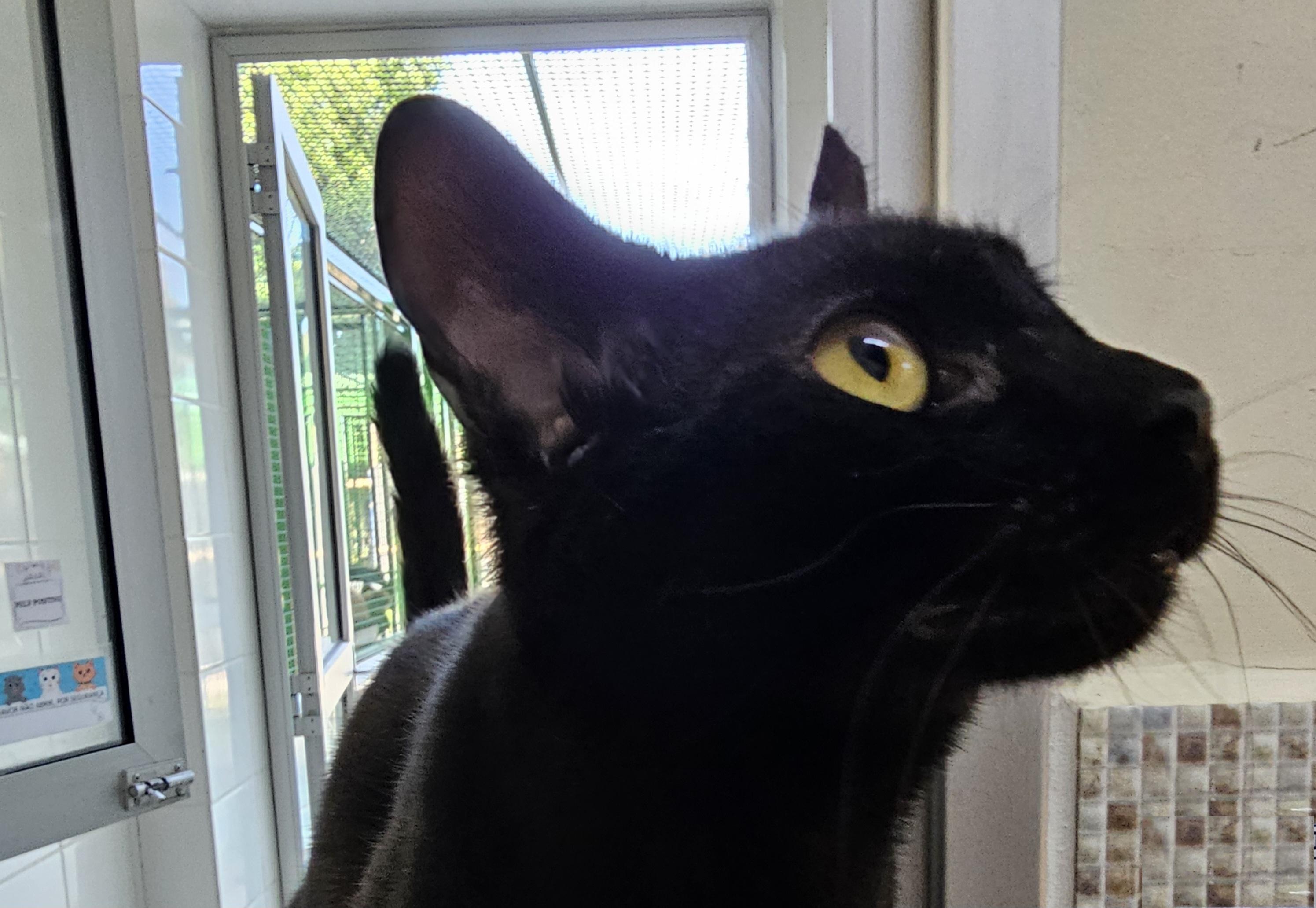 #PraCegoVer: Dentinho é um gato de pelagem inteira preta, possui olhos verdes e está em pé olhando para cima 