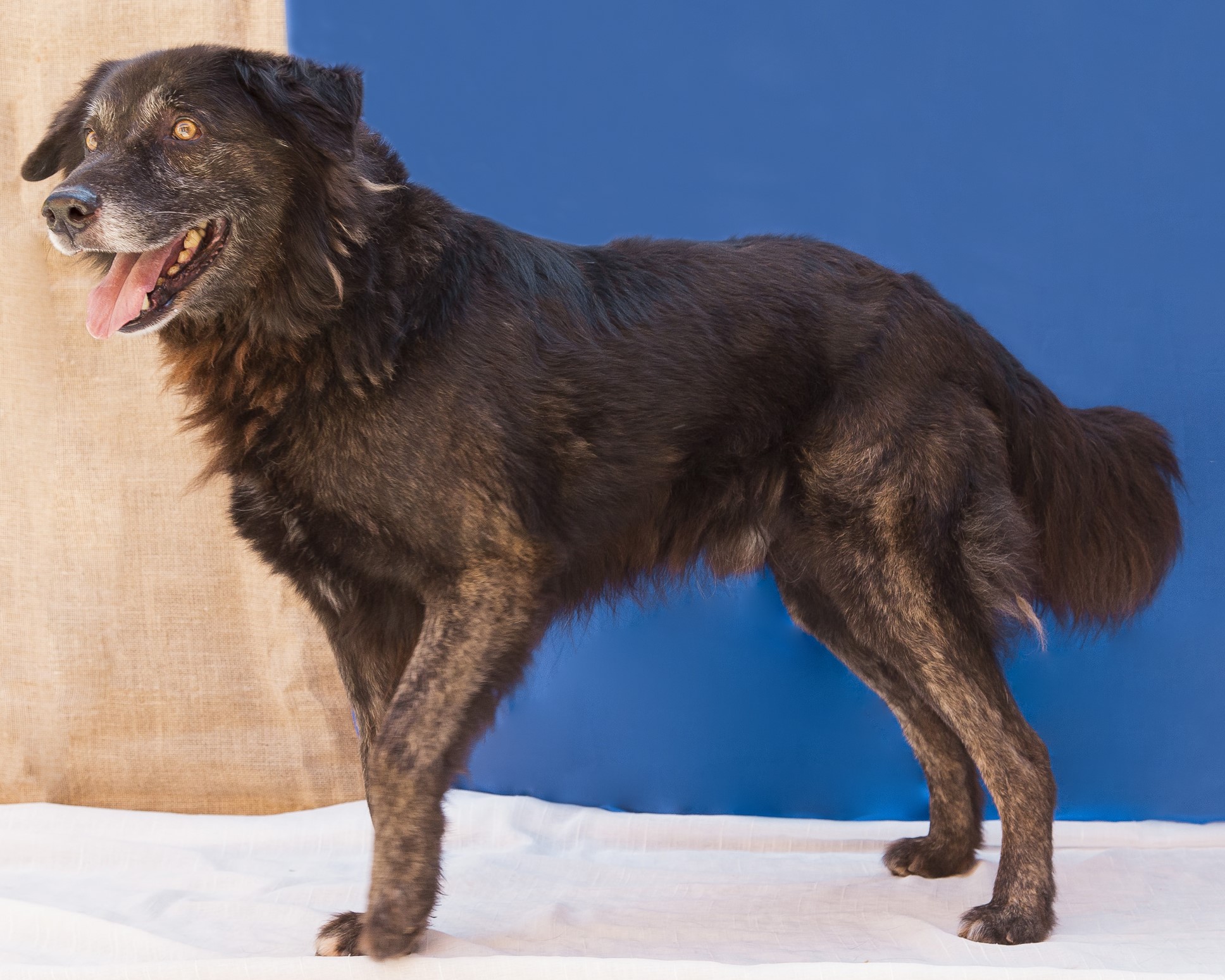 #PraCegoVer: Fofão é um cachorro de pelagem preta com pequenas manchas marrons, olhos na cor castanho claro e está em pé olhando para o lado.