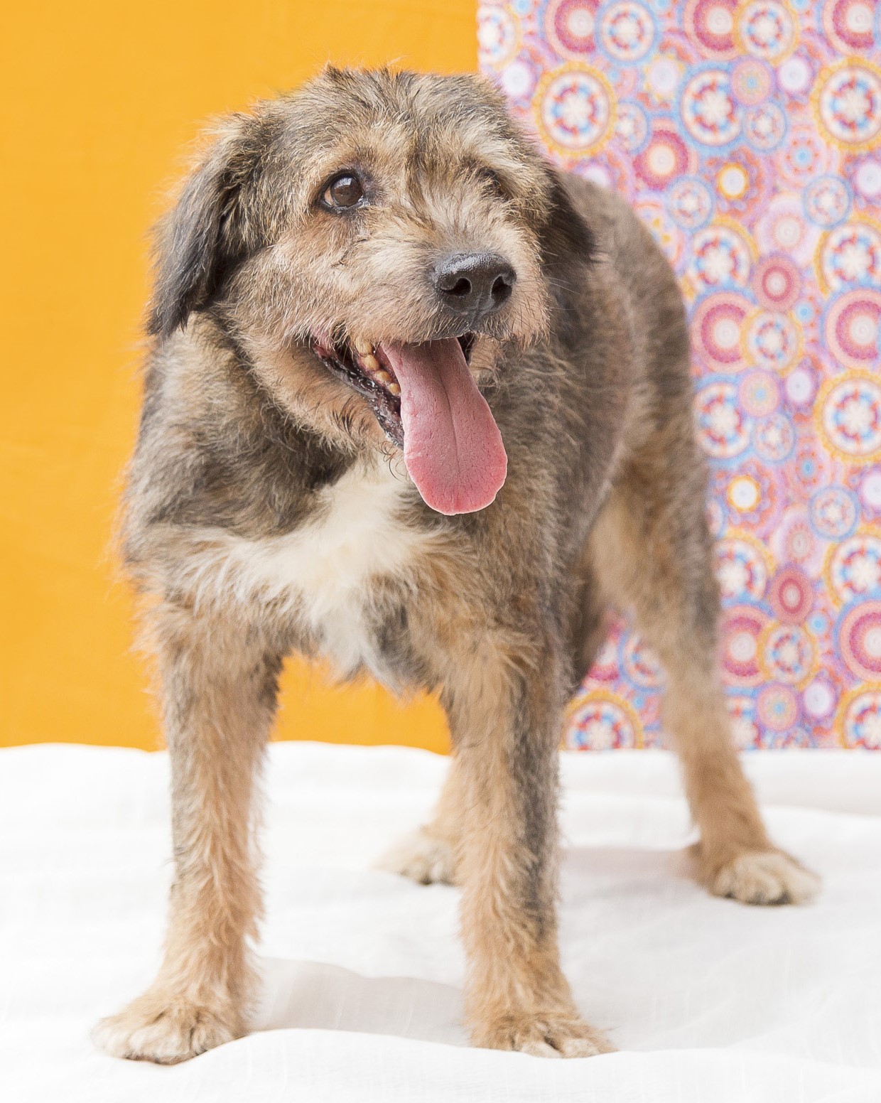 #PraCegoVer: Paçoca é um cachorro com pelagem marrom e acinzentada, olhos castanhos e está em pé olhando para o lado.