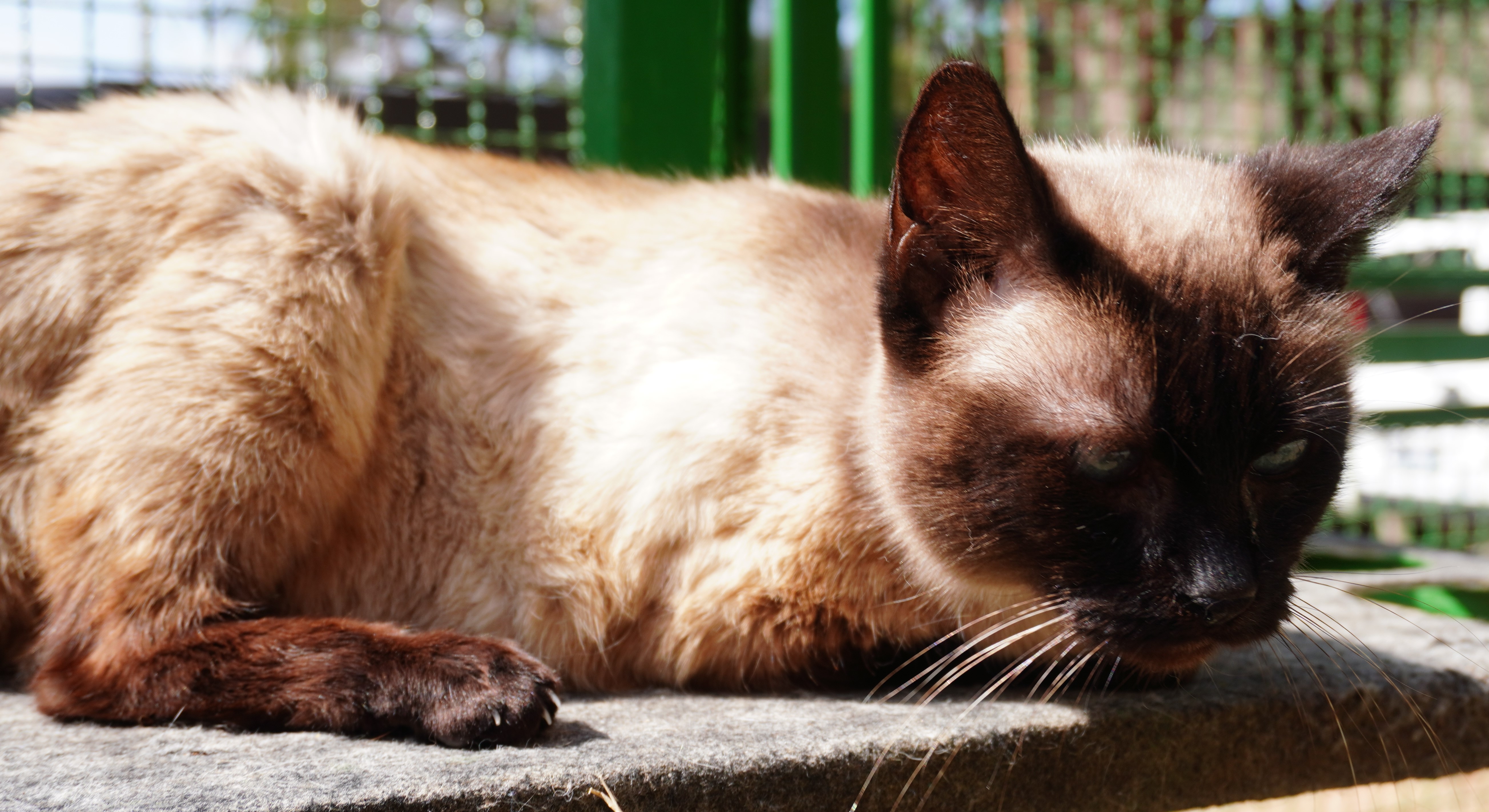 #PraCegoVer: Sofia é uma gata de pelagem branca com manchas marrons, possui olhos verdes e está deitada olhando para baixo. 