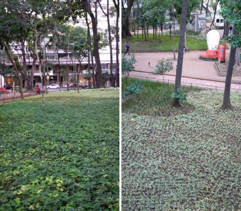 Uma imagem panorâmica dividida verticalmente em dois quadros exibe um parque urbano predominantemente verde.  No quadro esquerdo, o primeiro plano é dominado por uma densa cobertura de solo de folhagem verde variada. Em segundo plano, uma rua pavimentada é visível com alguns carros estacionados ou em movimento. Ao fundo, edifícios de múltiplos andares com janelas podem ser vistos, parcialmente obscurecidos por uma linha de árvores altas e frondosas que preenchem a parte superior do quadro.  O quadro direito mostra uma área do parque com uma cobertura de solo mais clara e esparsa, com árvores de tronco escuro emergindo dela. Um caminho ou calçada sinuoso atravessa o plano médio, levando a uma estrutura grande e abstrata em tons de branco e vermelho no fundo. No canto superior direito, um veículo branco, possivelmente uma van, está estacionado. Ambos os quadros estão sob uma iluminação suave, sugerindo um dia nublado ou o final da tarde em São Paulo.