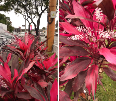 Uma imagem panorâmica, dividida verticalmente em dois quadros, apresenta uma planta ornamental com folhas vermelhas vibrantes e delicadas flores brancas.  O quadro esquerdo mostra a planta em primeiro plano, com suas folhas em tons de vermelho e bordô e pequenas inflorescências brancas. Ao fundo, uma cena urbana se desenrola, com veículos estacionados, um poste de luz de cor clara com fiação e, à distância, silhuetas de prédios e árvores sem folhas sob um céu nublado.  O quadro direito oferece um close-up da mesma planta, destacando a textura e as cores intensas das folhas e a forma das flores brancas. O fundo está ligeiramente desfocado, com tons de verde e marrom, sugerindo a presença de outras plantas ou vegetação. Ambos os quadros são bem iluminados, realçando a vivacidade da planta em um dia de clima ameno, possivelmente na cidade de São Paulo.