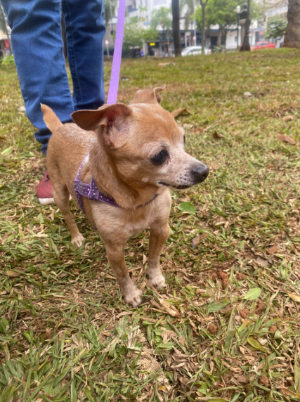  Uma foto de um cão pequeno, de pelo curto e cor castanho-claro (caramelo/areia), com manchas brancas no focinho e ao redor dos olhos, o que sugere que é um cão idoso.  Ele está em pé na grama em um parque ou área verde, olhando para a direita. O cão veste uma coleira peitoral roxa com bolinhas brancas, e uma guia roxa, que está sendo segurada por uma pessoa (apenas as pernas com calças jeans e sapatos escuros são visíveis no canto superior esquerdo). A grama está um pouco seca em alguns pontos e há vegetação e edifícios desfocados ao fundo.